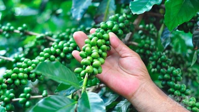 Giá Cà Phê 5/11