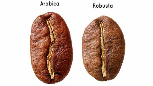 Hạt cà phê Robusta và Arabica có hình dáng khác nhau (Ảnh sưu tầm)
