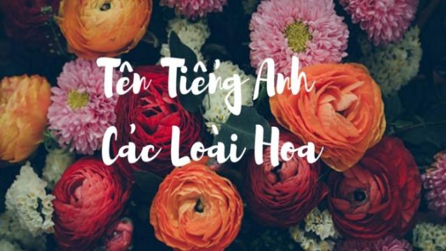 Cà Phê Rang Xay Tiếng Anh Là Gì