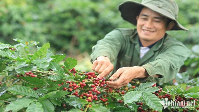 Cà Phê Việt Nam đứng Thứ Máy Trên Thế Giới