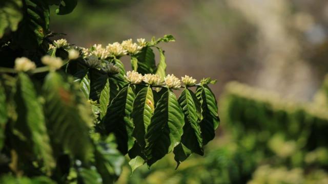 Cung Cấp Cà Phê Rang Xay đắk Nông