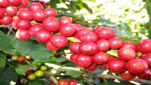 Hình Ảnh Cà Phê Robusta