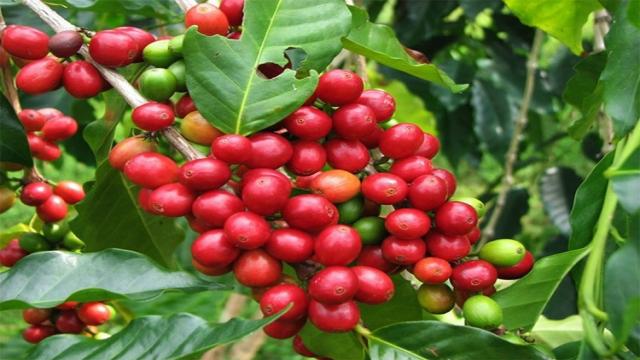 Máy Sản Xuất Cà Phê Lớn Nhất Châu á