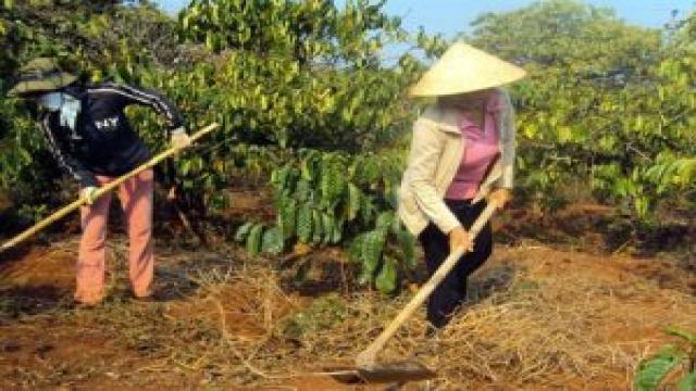 Máy Xới Cỏ Cà Phê