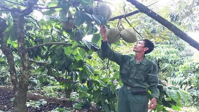 Mô Hình Sen Cà Phê Với Sầu Riêng