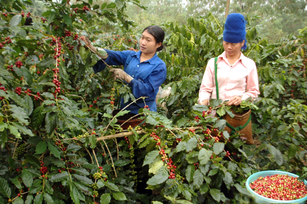 Những Cơ Sở Rang Thuê Cà Phê ở điện Biên