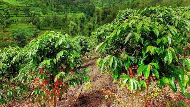 Quy Trình Chế Biến Cà Phê Rang