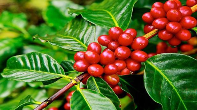 Quy Trình Công Nghệ Sản Xuất Cà Phê Rang Xay