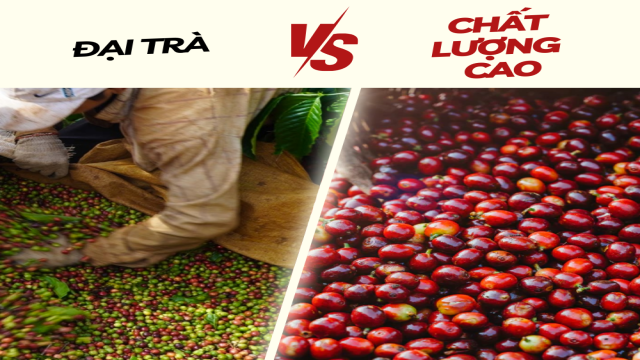 So Sanh Cà Phê Rang Xay