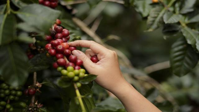 Cà Phê Rang Xay đà Lạt