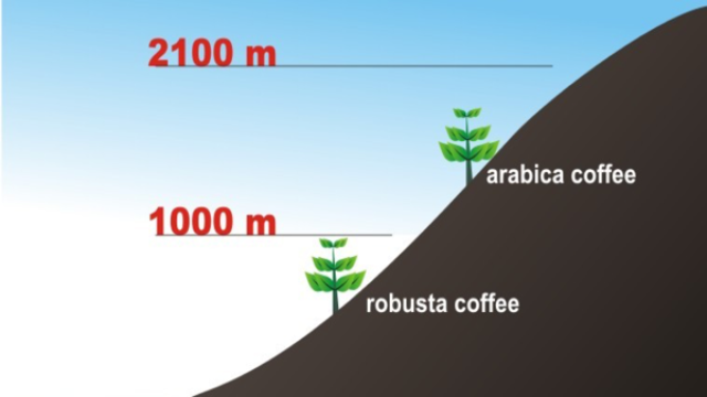 Hình Ảnh Của Cà Phê Arabica