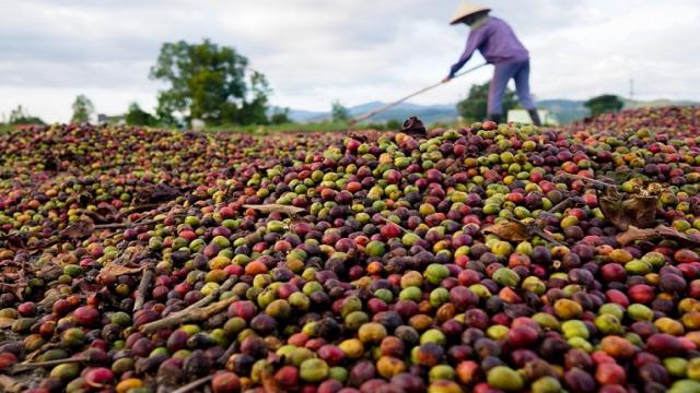 Máy Sấy Cà Phê Nhân Liên Tục