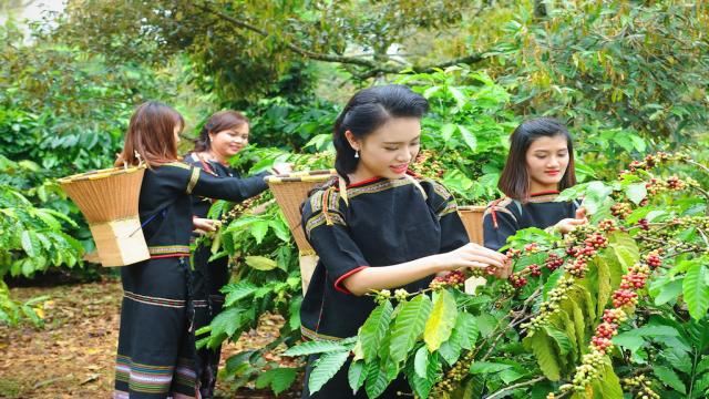 Mô Hình Trồng Cà Phê Ở Tây Nguyên