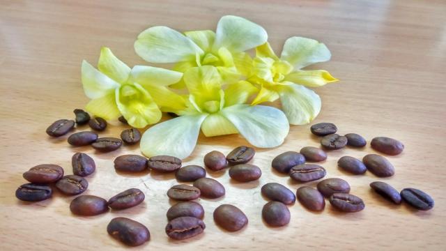 Mua Cà Phê Hạt Chưa Rang ở Hà Nội
