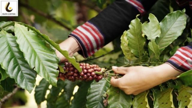 Quy Trình Chế Biến Cà Phê Rang Xay