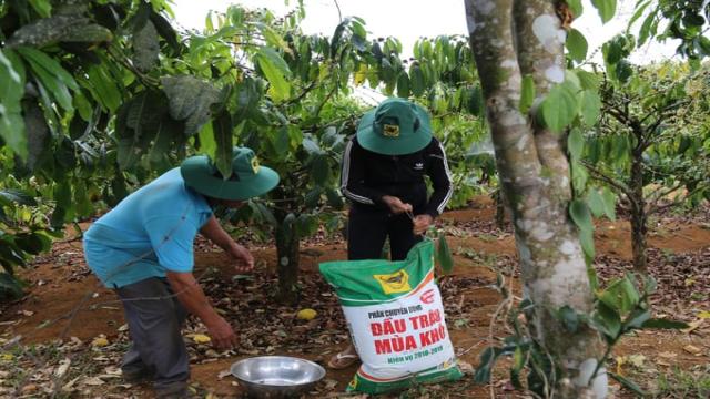 Tình Hình Sản Xuất Cà Phê Ở Tây Nguyên