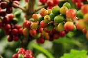 coffee20fruit20on20branch 20221210151919599 avatar 15x10 20221210152557356