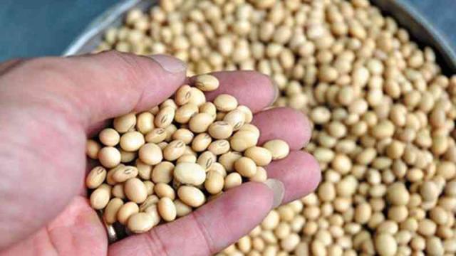 đậu Xanh Bảo Quản được Bao Lâu 1 dau-3-800x450-1.jpg