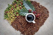 Kona Coffee 20220902153616143 Avatar 15X10 20220902153816453