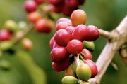 Konacoffeecherryonkonacoffeeandteafarm 2 20220915120433843 Avatar 15X10 20220915120621236